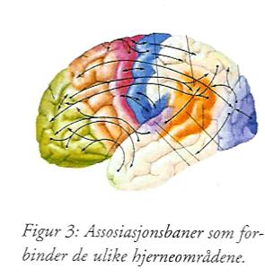 Hjernens utvikling er bruksavhengig De første leveår: nerveforgrening synapsedannelser myelinisering Støtteceller