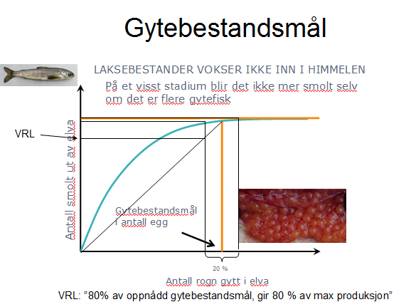 7. I motsetning til fang- og slipp-trenden ellers i landet, tar sportsfiskerne i Lågen livet av nesten hver eneste laks de får. Hvorfor skal all fisk drepes i Lågen?