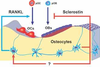 Utredning og behandling av osteoporose Changes in bone mass with age in men and women Puberty Menopause Men Unni Syversen, professor NTNU og Avdeling for Endokrinologi St.