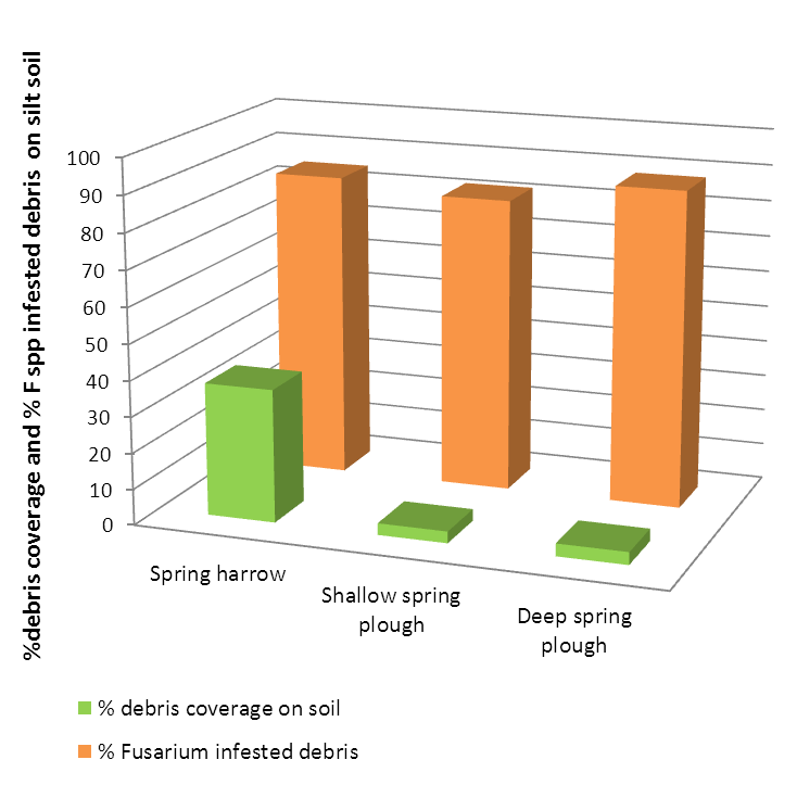 Effekt av jordarbeiding på Fusarium-smitte i planterester av havre Over 80% av