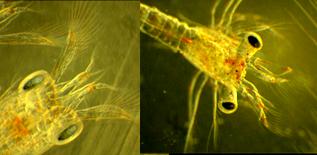 Experiment done spring 2014 Pilot test spring 2014 Main experiment next year (Re)suspended particulates Dissolved from fish feed