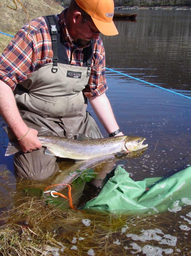 DEN ATLANTISKE LAKSEN (Salmo salar, L.