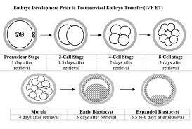 Molekylærgenetikk (MAS / genomisk seleksjon) Stamcelleteknologi (kilde: spermatogonia, befruktede egg / blastocyster, embryo, navlestreng, voksne (somatiske) celler Markør assistert