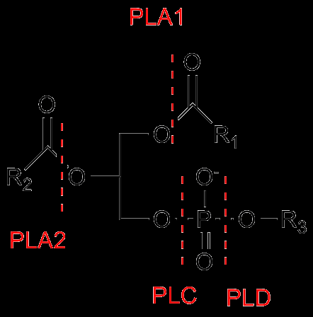 1.4.1 Hydrolyse av fett Hydrolyse av fett (dannelsen av FFA) kan foregå enzymatisk eller kjemisk.