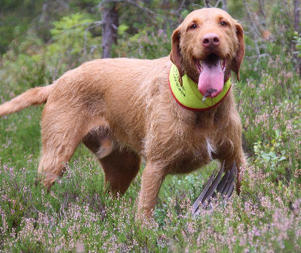 Ungarsk vizsla, korthår