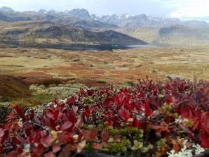 Jeg håper du har hatt en fin sommer, selv om ikke været har vist seg fra sin beste side, så har det tross alt vært mange fine dager, slik at de har gitt deg påfyll og nye krefter til å møte høsten.