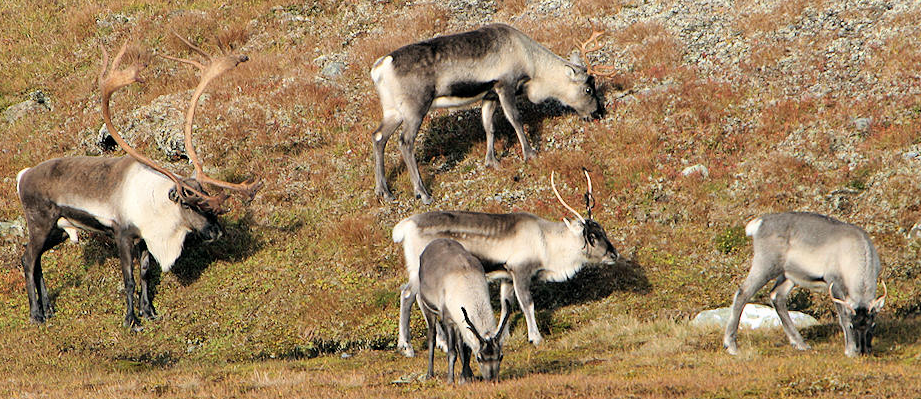 Styringsgruppa for Regional plan for Hardangervidda. 9. juni 2011. her (Aamlid 1990). Den lågare floraen med lav, mose og sopp er ikkje utfyllande registrert.