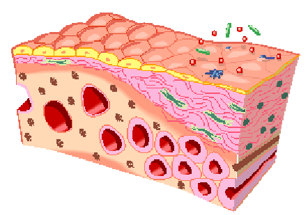 Mikrovaskulaturen i peritoneum 80% er visceral peritoneum 20% Parietal peritoneum Blodgjennomstrømning i peritoneum er 50-100 ml/min