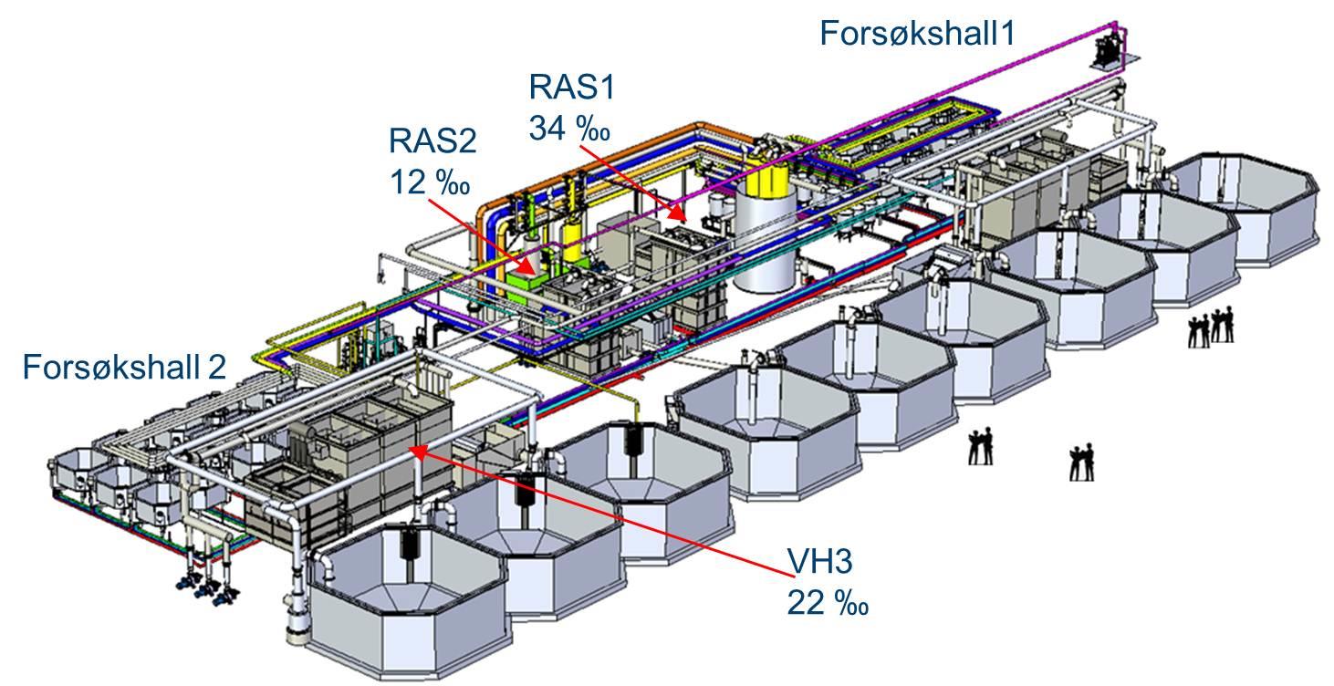 OPP3: Vannkvalitet frem til 250 g/ind. uttak TAN eller nitritt-n (mg L -1 ) 3.0 2.5 2.0 1.5 1.0 0.5 12 Nitritt-N TAN 0.0 3.