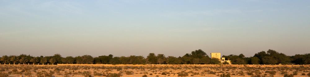 Fra restauranten i Qatbit. Atriumet i Qatbit gjestehus. Foto: T.Ø. Siste kveldslys over Qatbit. Foto: T.Ø. Dromedar Camelus dromedarius (Dromedary camel eng.