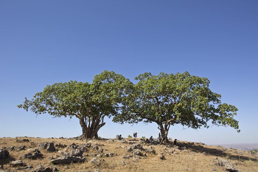 Lokaliteten for savannelerke (Mirafa cantillans) i Kaday. Savannelerke innfelt. Foto: T.Ø.