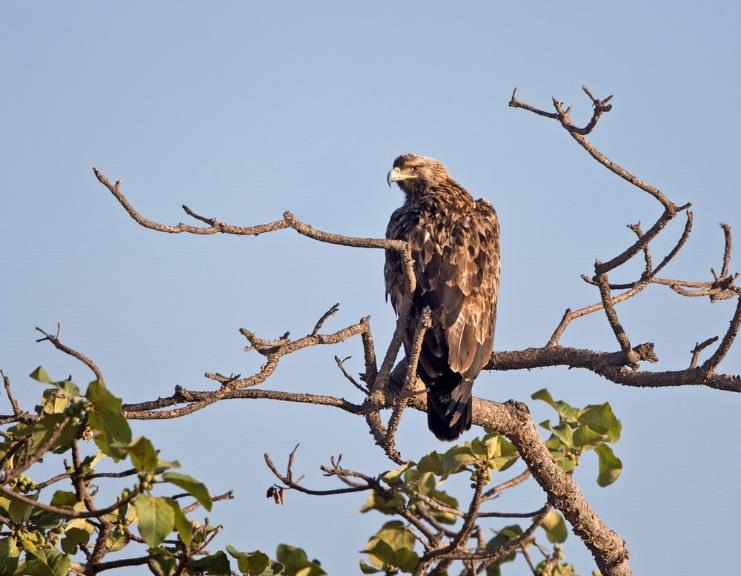 ? BirdLife International oppgir at det er knyttet stor usikkerhet til verdensbestanden, og den blir oppgitt til 3 500 15 000 individer.