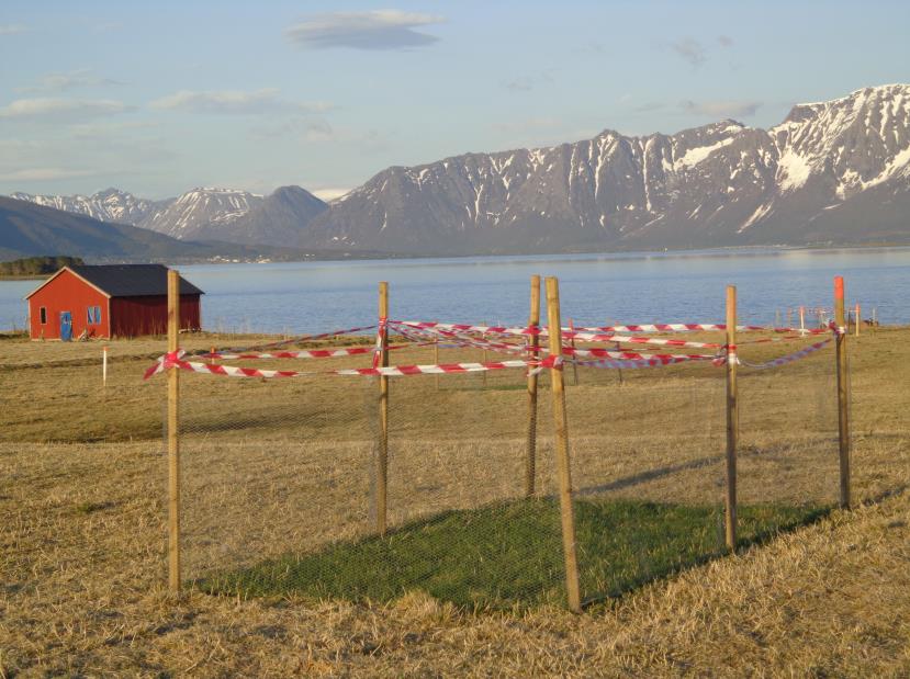 Kommentarer ellers I Vik og på Å var markene kvitbeitet helt til gåsa dro. Det var mest kvitkinngås som holdt til der.