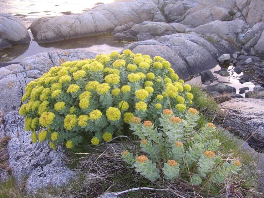 naturreservat Bodø