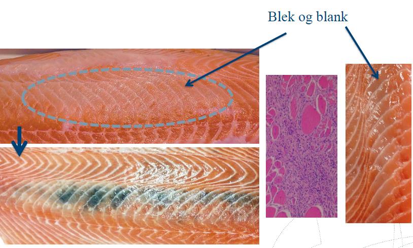 Figur 21 Fileter med små og store flekker i bukområdet (område B1,B2).Bildene til høyre viser nærbilder av flekkene (blå pil).