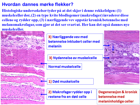 i hvit muskulatur.