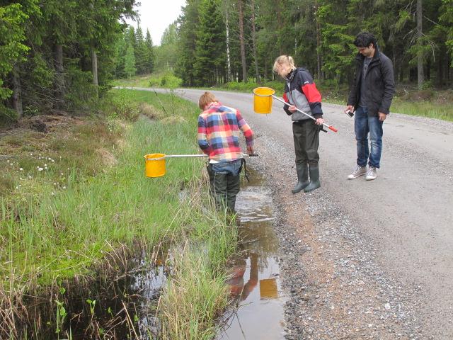 Stasjon 4 Stillestående vann uten fisk. Vi tar av til venstre fra riksvei 22 rett etter riksgrensa og kjører over på østsiden av vassdraget langs Nordre Bullaresjön i ca 6 km.