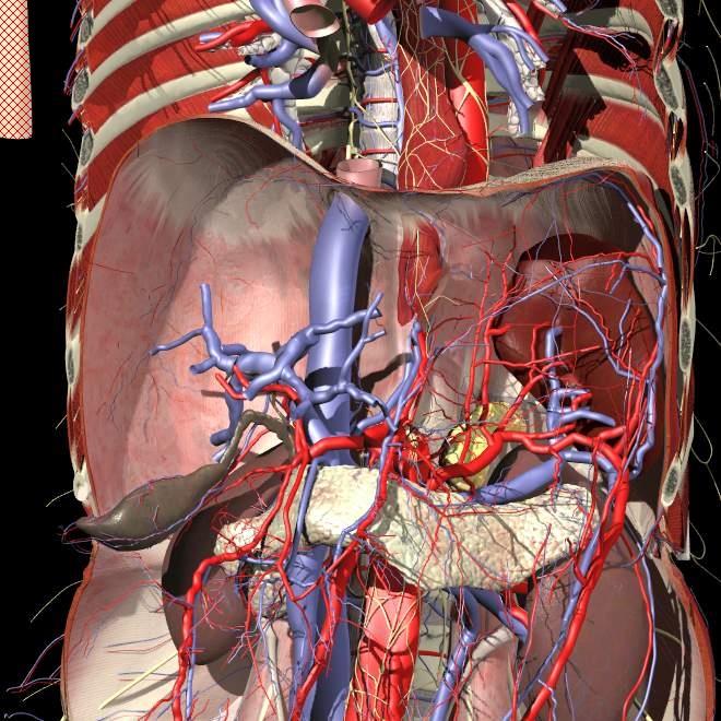 Surgery Difficult, fragile Tx-organ Potent enzyme-package Fragile tissue/thin capsule On the posterior abd.