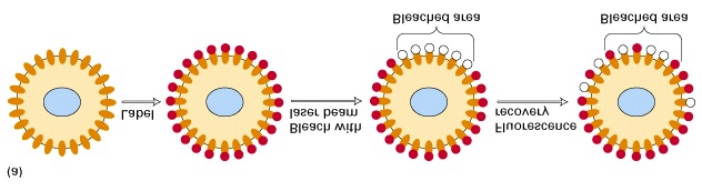 Del 5.3 Biomembraner - struktur og funksjon Integrale proteiner er mobile i membranen Alle integrale proteiner og glycolipider i membranen bindes asymmetrisk til fosfolipid-bilaget.