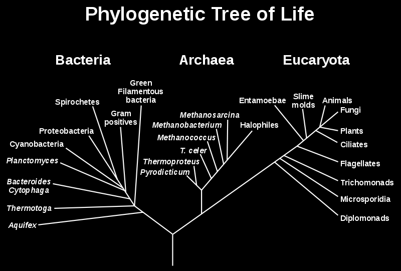 1. Tree of life/cell biology/basic chemistry of life Livets tre Figuren viser det antatte slektskapet mellom kjente livsformer.