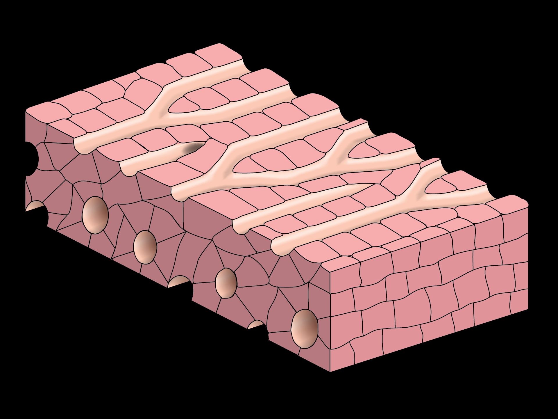 Sinusoids