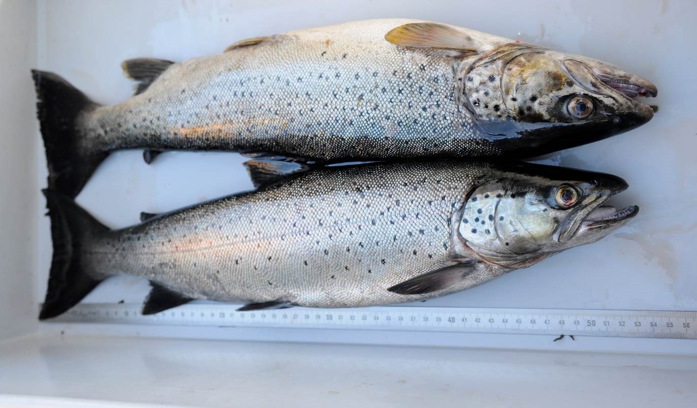 Foto: Morten B. Stensaker Minstemål Minstemålet for mjøsørreten er 50 cm. I all hovedsak ligger vektene mellom 1,3 og drøyt 2 kg, men fisk på 3-4 kg er ikke uvanlig.