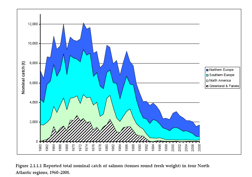 Utvikling i fangster av laks Historisk lavt nivå i Nord- Atlanteren Samlede fangster redusert med 75 % Norske fangster
