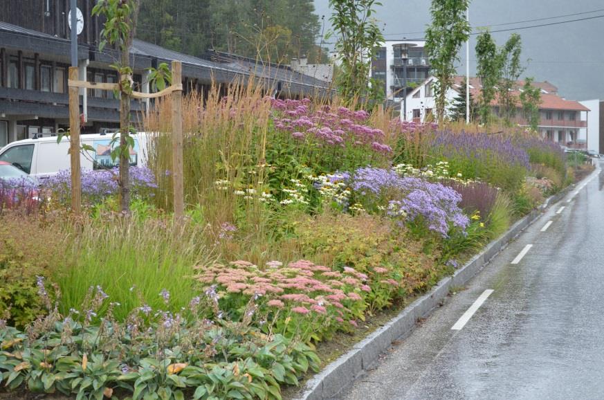 Ulvik, Brakanes sentrum Rabatt, om lag 50 meter lang, mellom parkeringsplass for heradshuset og riksvegen. Treplantinga, søylekirsebær, er planlagt av Andrid Solås.