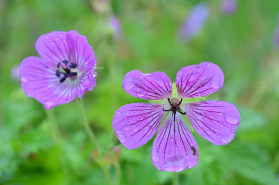 Geranium