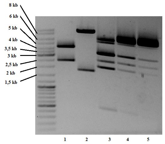 Det var tydelig mest av det ønskede fragmentet på 2,5 kb i brønn 3 og 4 og båndet ble kuttet ut av gel fra disse brønnene.