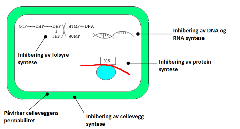 Figur 1 Enkel oversikt over de ulike virkningsmekanismene hos antibiotika. (5) 2.2 De testede antibiotika 2.2.1 Ciprofloksacin Ciprofloksacin er et fluorokinolon.