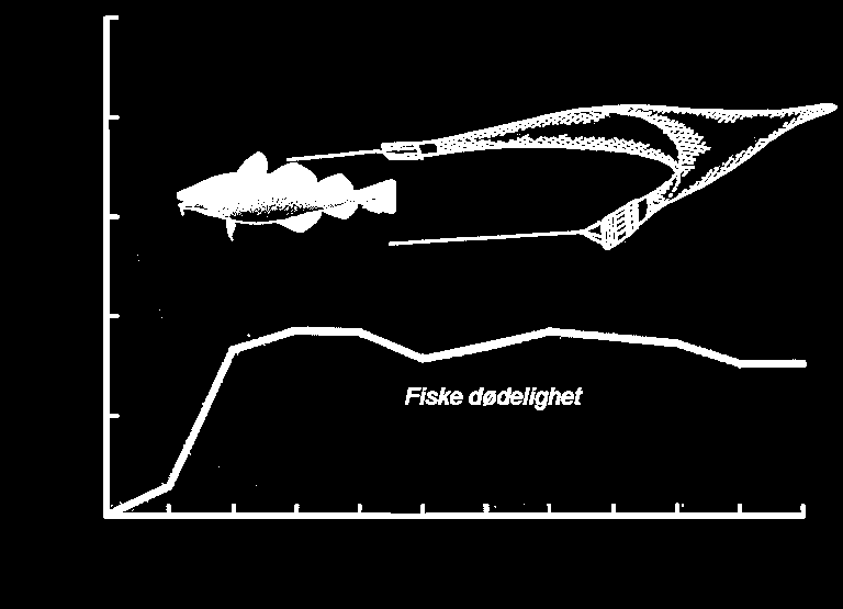 Selektivt fiske Nesten diametralt motsatt naturlig dødelighet Når en torsk er 3 år er