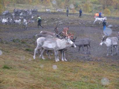 10 Rovdyr som jerv og gaupe er vanlige syn i områdene mens ulv, bjørn og fjellrev er mer sjeldent. I selve vassdraget kan man fiske laks, sjøørret og sjørøye.