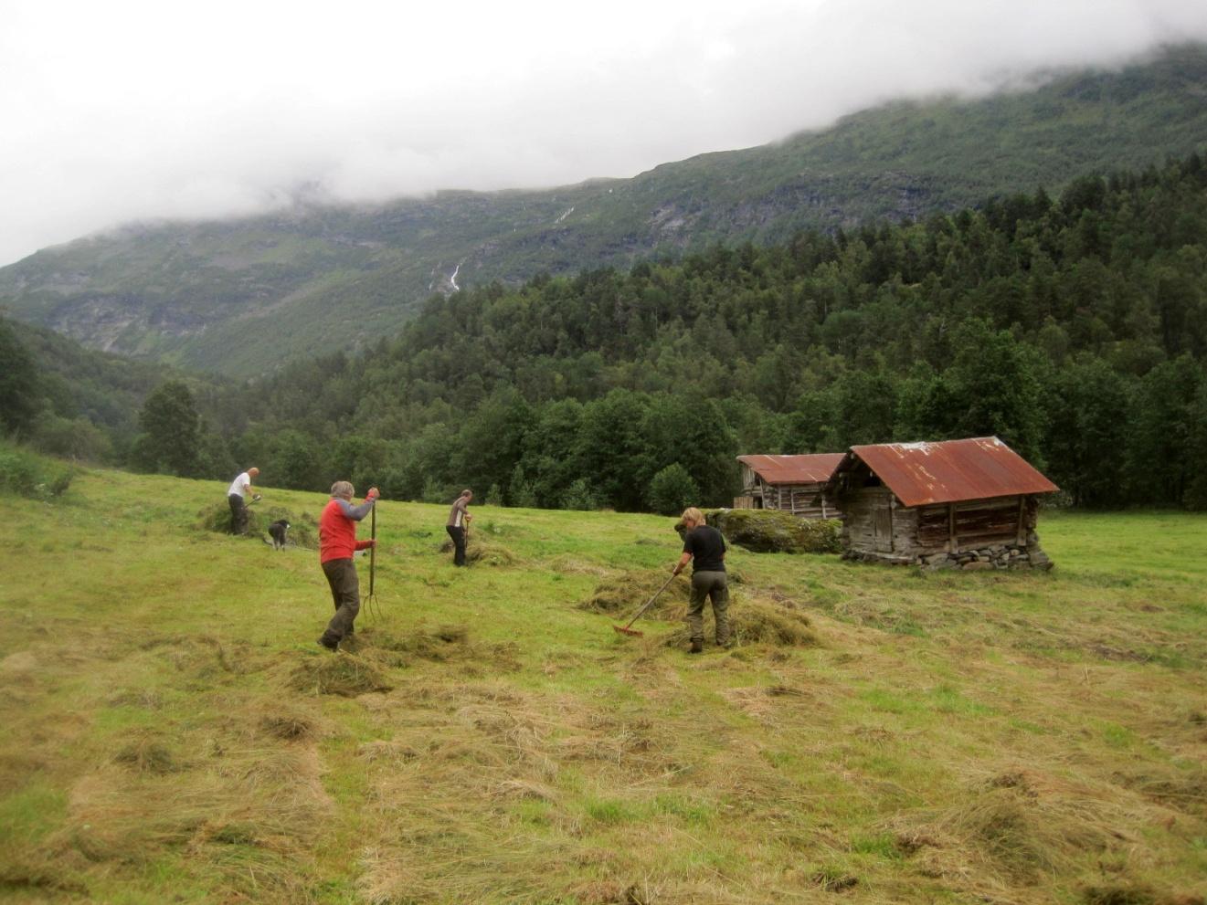 Kulturlandskapsskjøtsel I Mørkridsdalen er det også blitt slått på utmarkslåtten Knivabakkgjerdet.