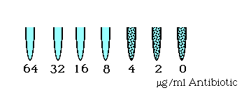 Buljong fortynning 2-folds fortynning av antibiotikum MIC = 8 mg/l MBC =?