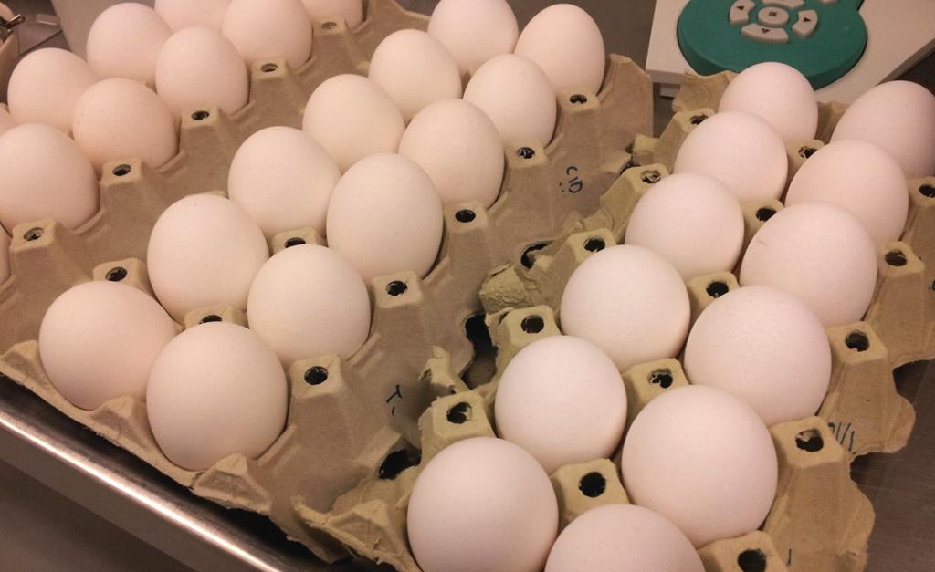 Eggene i kontrollgruppen har noe hvitere eggeskall enn eggene