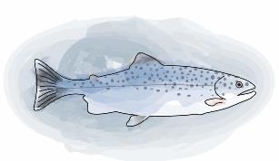 Hvordan påvirkes omsetning av n-3 i fisken av andre fettsyrer i fôret?