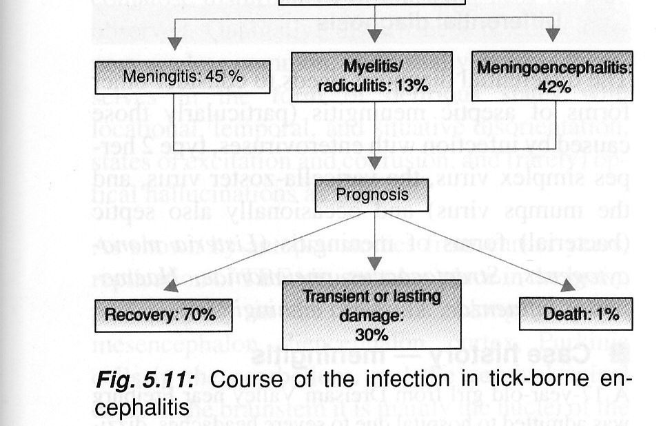 Patogenese Inkubasjonstid oftest 1-2 uker (2 til 28 dager) Virus replikasjon i hudens Langerhans celler og lokale lymfeknuter, etterfulgt av kortvarig viremi før virus invaderer CNS (trolig ved å