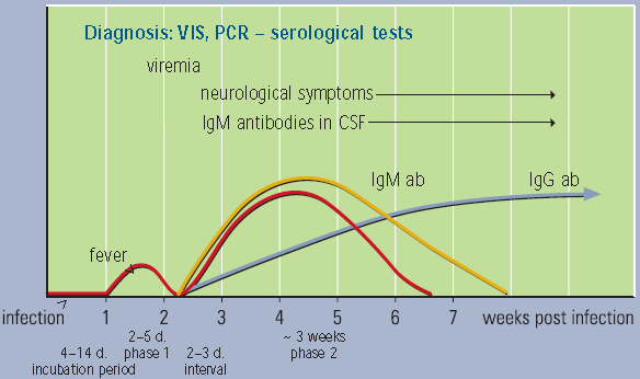 Mikrobiologisk diagnostikk Bifasisk forløp 1. Påvisning av TBE virus ved dyrkning eller PCR 2.
