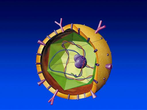 Middle surface antigen Nucleocapsid (HBcAg) HbcAg