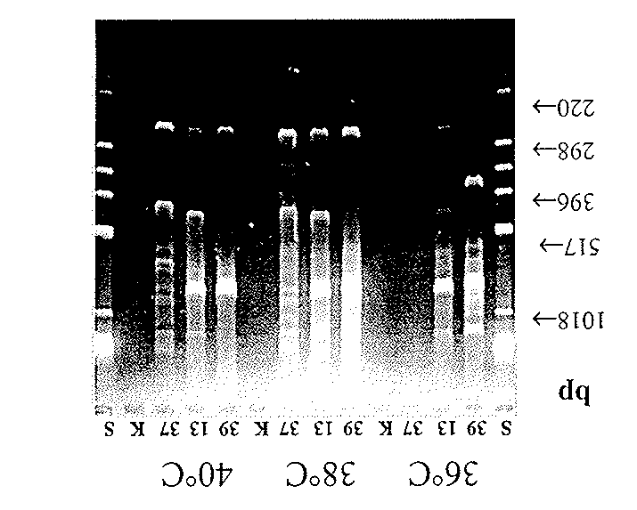 RANDOMLY AMPLIFIED POLYMORPHIC DNA: (SYN: RAPD) RAPD in three