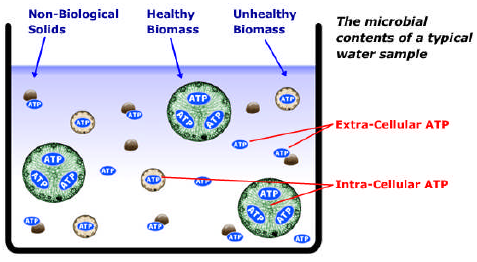 cells) + Extracellulær ATP