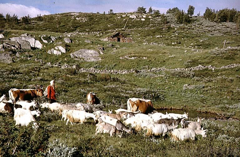 Buskapen til Gunhild, Margit og Pål Larsgard.