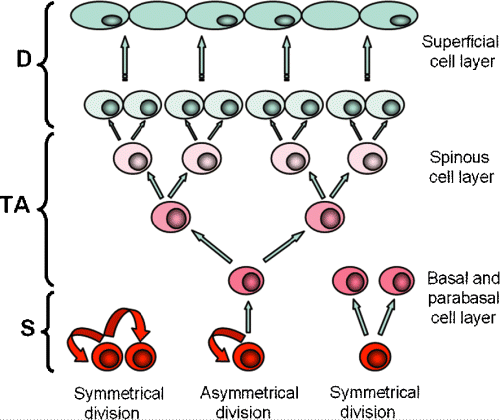 Figur 4. Det hierarkiske stamcellemønsteret i human oral mukosa. Symmetrisk og asymmetrisk celledeling. Stamceller (S, røde celler) med lav proliferasjonsevne, men stor selvfornyelseskapasitet.