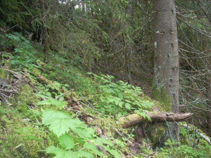 Nær elvekanten ble huldregras (NT) observert i sparsom forekomst i øvre halvdel. Trolig finnes arten også andre steder i området. Flere krevende karplanter inngår bl.a. trollbær, mjødurt, tyrihjelm, firblad, krattfiol, skogfiol, storrapp, fingerstarr, hengaks, markjordbær, hvitbladtistel, vendelrot og skogsvinerot.