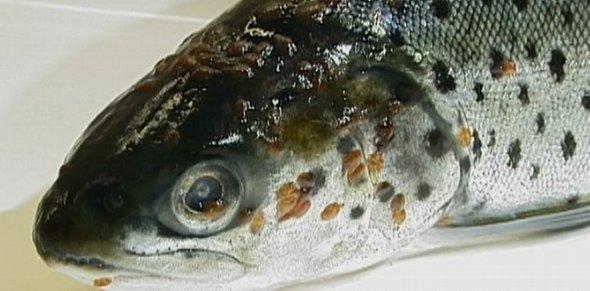 Lakselus Lakselus, relativt stabilt nivå, ikke noe dramatisk økning i forhold til 2012 og 2013 Lakselusinfeksjoner er ikke i dag et fiskehelseproblem for oppdrettsfisk, men.
