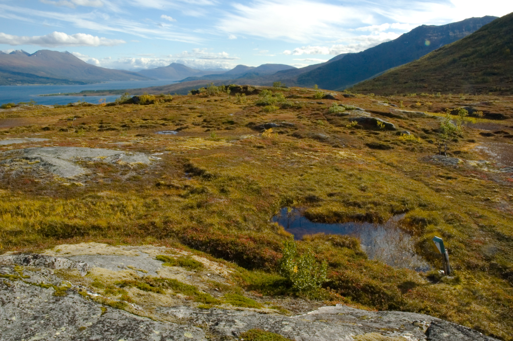 6 Gaupedilten G aup edilten er en! n tur å ta p å h ø sten.