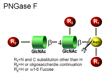 3.7 Prøveopparbeiding 3.7.1 Deglykosylering Antistoffer er vanligvis glykosylerte. Hvor mange glykaner et antistoff inneholder vil variere, og er opphav til heterogenitet i molekylvekten (15).