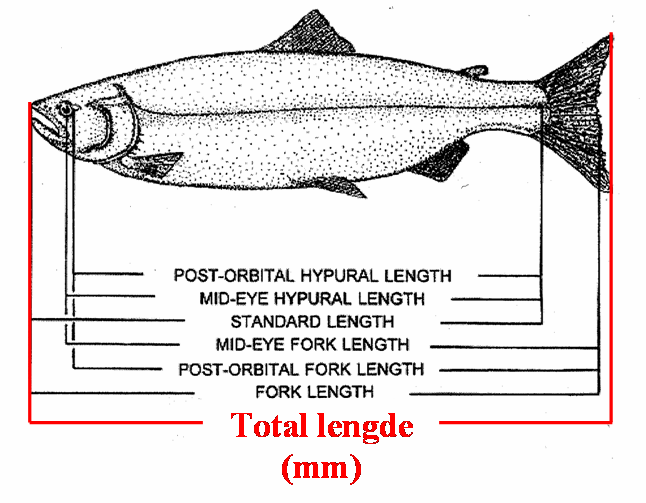 Fig. 2: Total lengde(markert rødt), oppgitt i mm er det riktige målet når du skal sende inn en prøve fra laksen din.