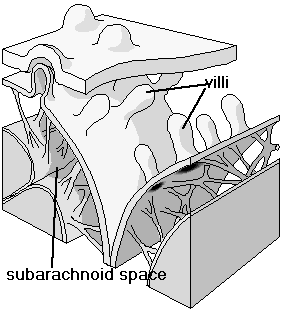 CSF Daes i choroid plexus i laterale vetrikler 750 ml/d vokse 25 ml/d yfødte Totalt 150 ml vokse 50 ml yfødte Sp vekt 1004-1007.